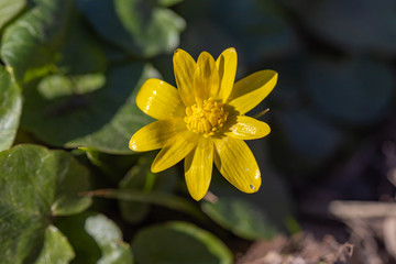 Yellow flower lesser celandine with green leaves.