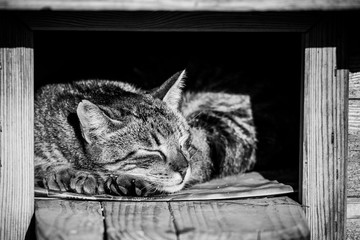 Chat tigré en train de dormir dans une niche	