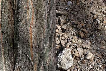 Trees in an urban park