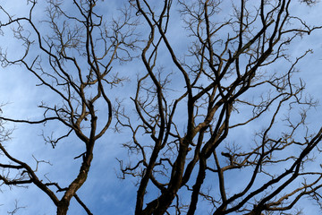 Trees in an urban park