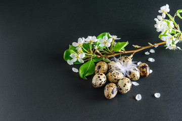 Fototapeta na wymiar Quail eggs with a floral branch on the black background. Springtime, happy easter concept. Dark mode, depth.