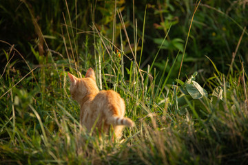ginger orange tabby cat in a grassy field