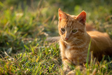 Naklejka na ściany i meble ginger orange tabby cat in a grassy field