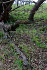 Trees in an urban park