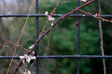 Vegetation in an urban park