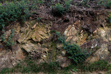 Trees in an urban park