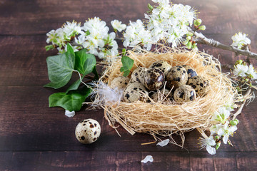 Spotted quail eggs in the nest. Blooming branches of fruit tree, green on the wooden background. Springtime, easter .