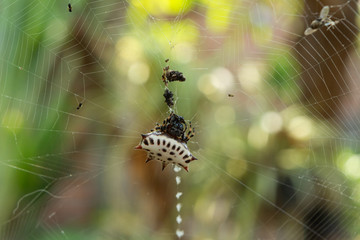 araña