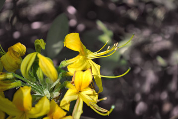 Obraz premium Bright yellow rhododendron flowers, pestle and petals close up detail, soft blurry green leaves background