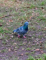 A dove in a city park walks on the grass. Overall plan.
