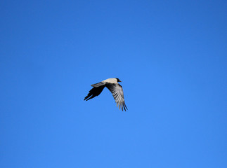 bird flight in the endless spring sky