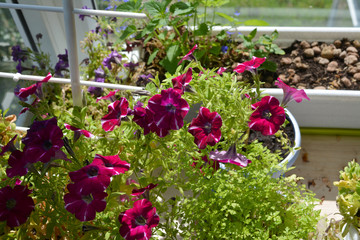 Beautiful container garden on the balcony. Petunias, chervil, nettle grow in flower pots and boxes.