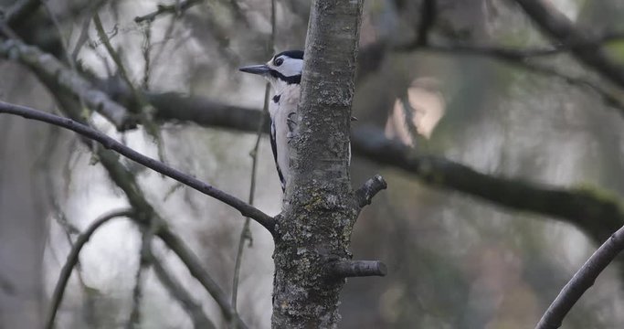 pic &eacute;peiche jouant &agrave; cache cache