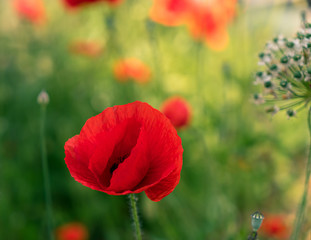 Obraz premium close up of one single poppy