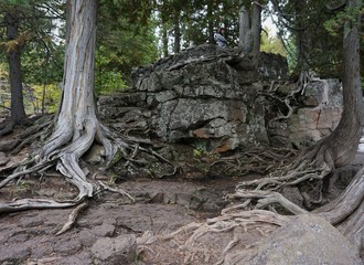 Roots
