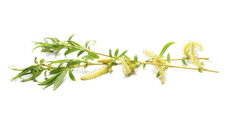 Spring blooming weeping willow twig with buds, flowers isolated on white background © dule964