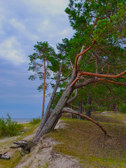 Deforestation effect Latvia, Jurmala, Europe. Higt angle view