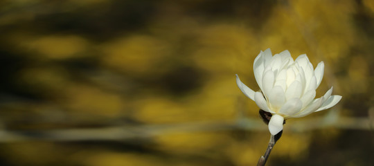 beyaz çiçek © Zehra