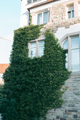 Ivy on an Old Western European Style House