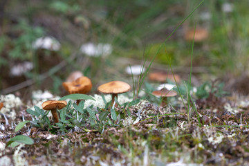 mushroom in forest