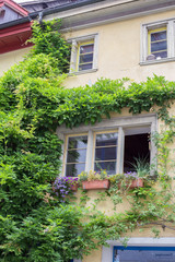 Fototapeta na wymiar Ivy on an Old Western European Style House