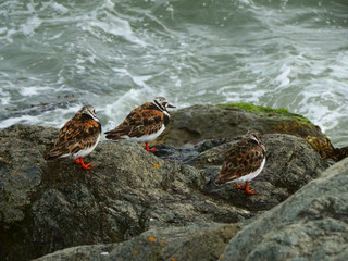 birds in the coast