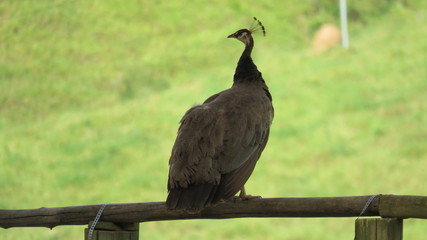 Pavão Repousando