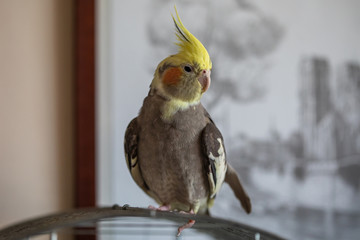 Cockatiel (Nymphicus hollandicus)