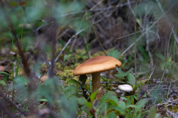 mushroom in forest