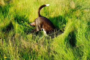 Funny dog playing in lush green grass for joy of spring.