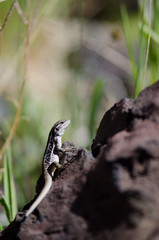 Female of jewel in the Conguillio National Park.
