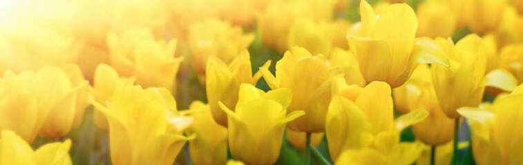 Beautiful yellow tulip field.Banner