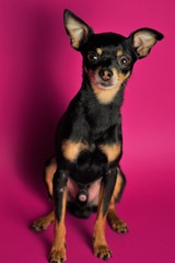 Beautiful little black dog of Toy Terrier breed sits on a bright pink background.Close-up.