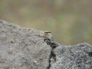 Inseto Verde na Rocha