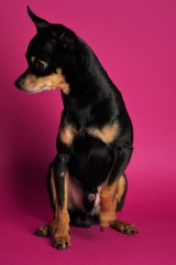 Beautiful little black dog of Toy Terrier breed sits on a bright pink background.Close-up.