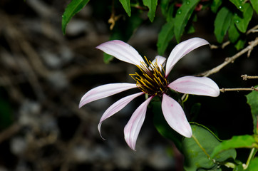 Flower of Chilean climbing gazania Mutisia ilicifolia.