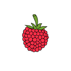 Vector hand drawn doodle sketch colored raspberry isolated on white background