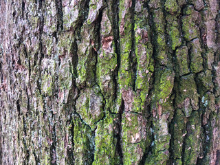 Old oak bark, cracked dry surface with wrinkle pattern. Moss and lichens on a tree trunk. Background with many small details. Close up, green brown and violet texture