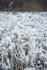 Landscape. Last year's dry grass on the field is covered with frost, frosty morning.