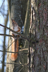An adult squirrel sits on a tree in a city park on a spring day.