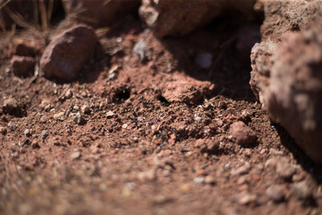 Ants on red soil build an ant hill