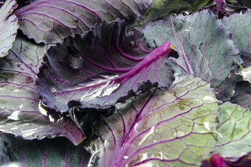 red cabbage leaves