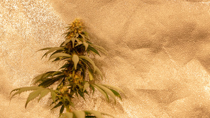 Sweet Mango Cannabis Marijuana Weed In Indoor Macro Close Up