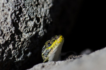 Male of jewel lizard to the entrance of its den under a rock.