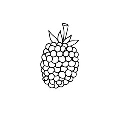 Vector hand drawn doodle sketch blackberry isolated on white background