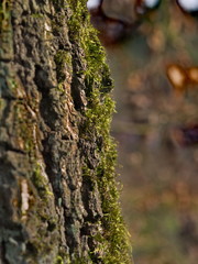 Obraz premium Baumrinde mit Moos