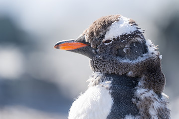 Molting Gentoo Penguin in Antarctica © David Katz