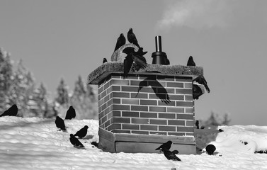 Birds on the roof - Black and White