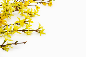  Gałęzie forsycji pokryte żółtymi kwiatami - obrazy, fototapety, plakaty