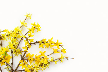 Forsythia branches covered with yellow flowers